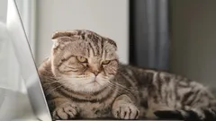 Jak se správně omluvit kočce: rady schválené zoologem