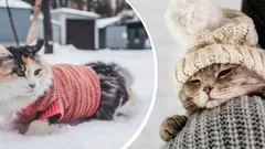 Kdy začíná být kočkám zima: odborníci uvedli optimální teplotu pro domácího mazlíčka