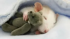 Co se zdá krysám: vědci odhalili nečekaná fakta ze života zvířat