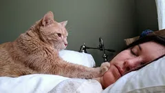 Proč kočka ráno budí svého majitele: Odborníci vysvětlili toto chování